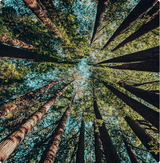 Forest Trees