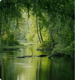 Swamp